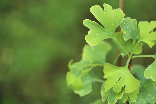 Exploring the Time-Tested Benefits of Ginkgo Biloba and Ginseng