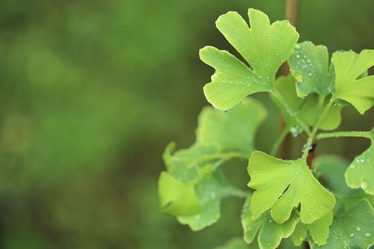 Exploring the Time-Tested Benefits of Ginkgo Biloba and Ginseng