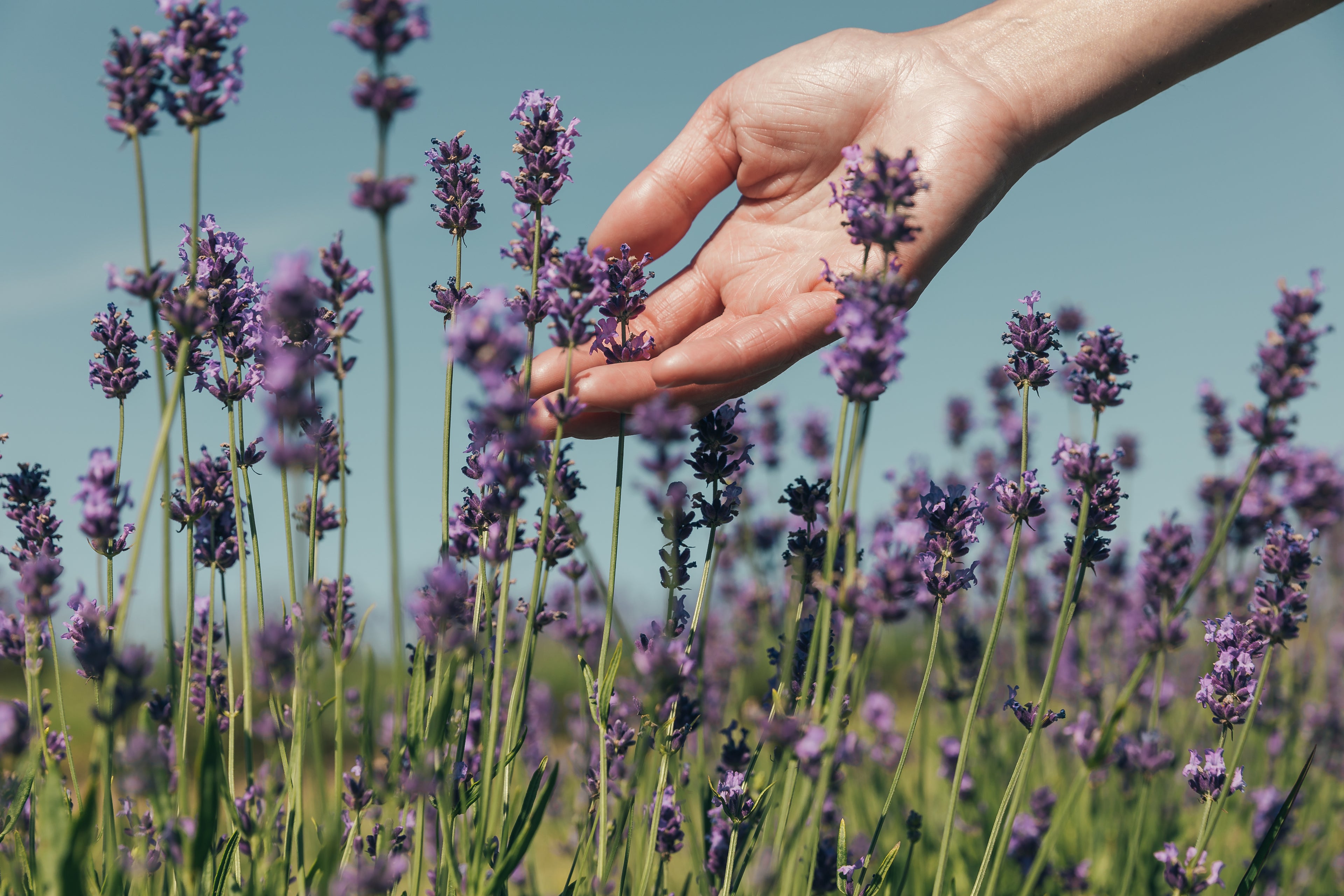 Natural Extracts Minimo Nutrition Supplements